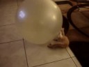 Gingy Exercise