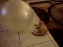 Gingy Exercise