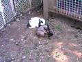 videos de Brownie binkies
