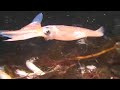 Squid Run at La Jolla Shores