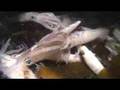 Squid Run at La Jolla Shores