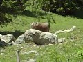 Flona Switzerland