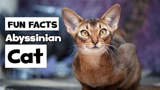 Fun Facts about the Abyssinian Cat: History and other Characteristics