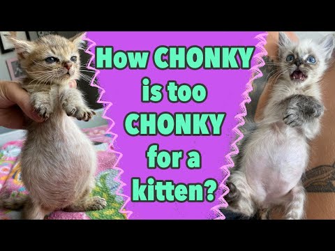 Chunky Kitten Bellies: Good or Bad?