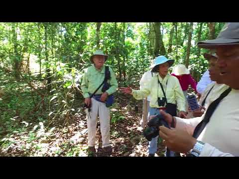 Amazon jungle walking safari