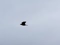Rechte vlucht Kauw (Corvus monedula) Rechte vlucht Kauw (Corvus monedula)