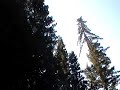 Cazadero creek and redwoods
