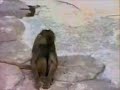 Monkey Looks Into the Mirror Monkey Looks Into the Mirror