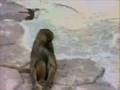 Monkey Looks Into the Mirror
