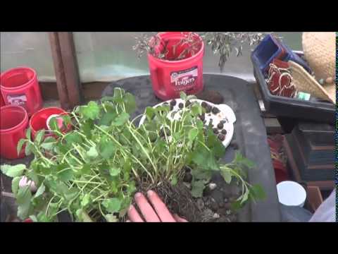 how to move and replant rhubarb