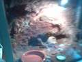 geckos leopardo dl kuka