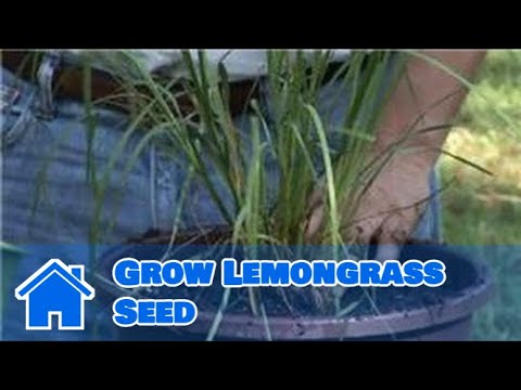 how to grow lemongrass