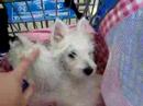 Westies at the PetsMart checkout