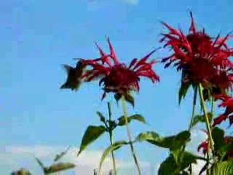 Hummingbird