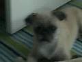 My pug is sorta smart