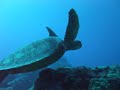 アジ玉が居なくなったラウラウビーチだけどアオウミガメたちが頑張ってますww hpはこちら！ www.mqsaipan.com サイパン激熱ブログはこちら！ ameblo.jp