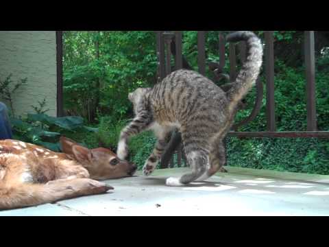 Kitten and a deer
