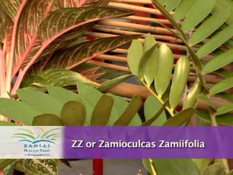 how to fertilize zz plant