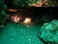 Pacific Giant Octopus