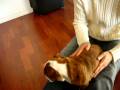 videos de Rembrandt second day home