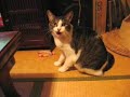 本気でネコに襲われてみた　その4