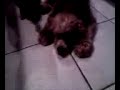 Adopt Kingsley at(Zani\