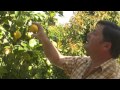 Why Is Ventura County The Best Place In The World To Grow Lemons? 