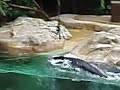 Singapore Zoological Gardens - Seal Performance (Part I) Singapore Zoological Gardens - Seal Performance (Part I)