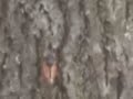 Cicadas Cicadas
