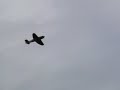 Giant Sea Fury - Huge Power - Maiden Flight