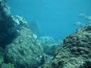 Angelshark