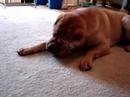 Squeaky Shar-pei