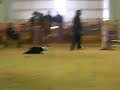 DAKC - 2-09 - Adrenalyn - ExB Std Q