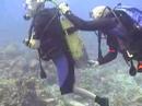 Why I Dive