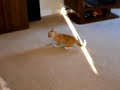 Kittens playing with a mouse toy Kittens playing with a mouse toy