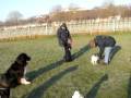 videos de Chiens assis en rond maîtres tournent