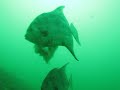 October 2009 Tanks-A-Lot Dive - Scuba Diving Clearwater Florida