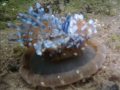 Tropical Marine Ecology travels to Panama: Tropical Marine Ecology travels to Panama:
