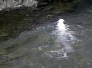 Tess swimming