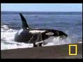 Killer Whale vs. Sea Lions الحوت القاتل مع الفقمة