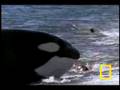 حوت وفقمة  Killer Whale vs. Sea Lions