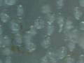Elysia diomedia Lettuce Nudibranch Sea Slug Eggs Hatching #2
