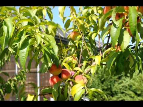 how to grow a peach tree