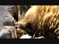 videos de echidna