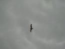 like a seagull in the storm, the music. the life.
for whom do you shout? for nobody. neither for you. 

com gavina en la tempesta, la m�sica. la vida.
per a qui crides? ni per a tu.

----
music: the multiplication table (frag.) matthew shipp trio (matthew shipp, piano; william parker, doublebass; susie ibarra, drums.) 
from the record: 