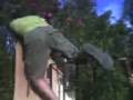 videos de Wilo enganxadaa!