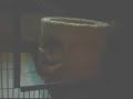 Cute Animal! Flash the Fennec Fox in his den Cute Animal! Flash the Fennec Fox in his den