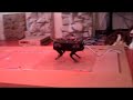 Uncanny valley for dogs