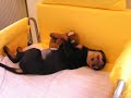 Il mio rottweiler
