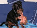 Il mio rottweiler